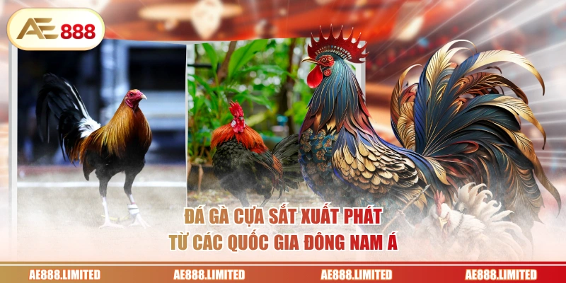 Đá gà cựa sắt xuất phát từ các quốc gia Đông Nam Á 
