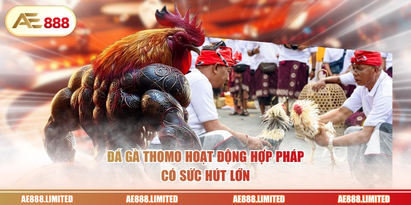 Đá gà Thomo hoạt động hợp pháp, có sức hút lớn